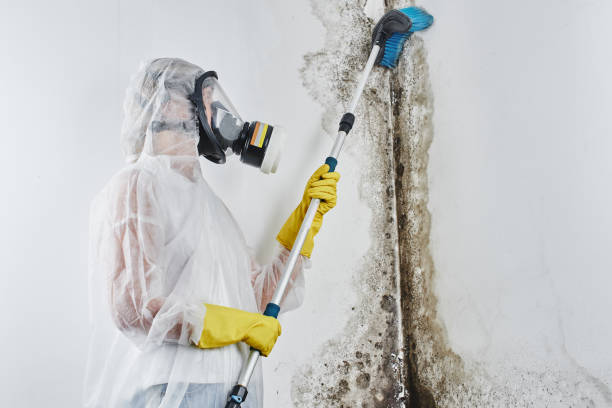 Best Water Damage & Mold Remediation  in Big Timber, MT